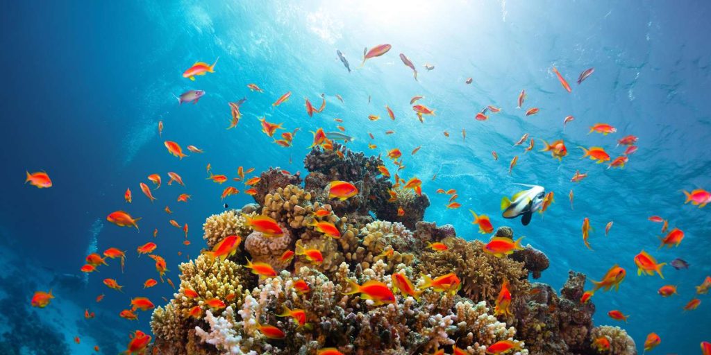 red-sea-egypt