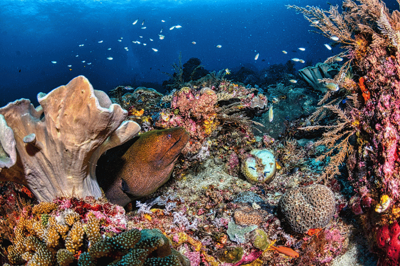 red-sea-egypt