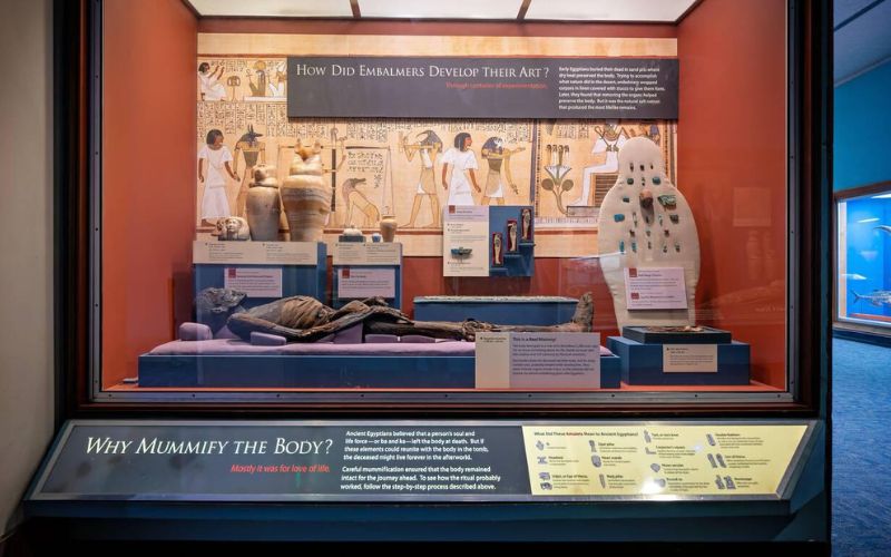 Egyptian Mummies