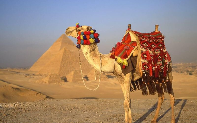 Riding Camels in Egypt